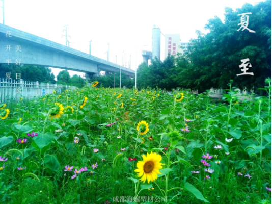 夏至|讓我們和盛夏美景撞個(gè)滿懷(1)121 夏至|讓我們和盛夏美景撞個(gè)滿懷(1)121